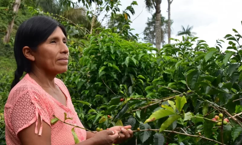 Filomena_Mamani_ganadora_del_concurso_de_café_de_especialidad_The_Best_of_Caranavi.jpg