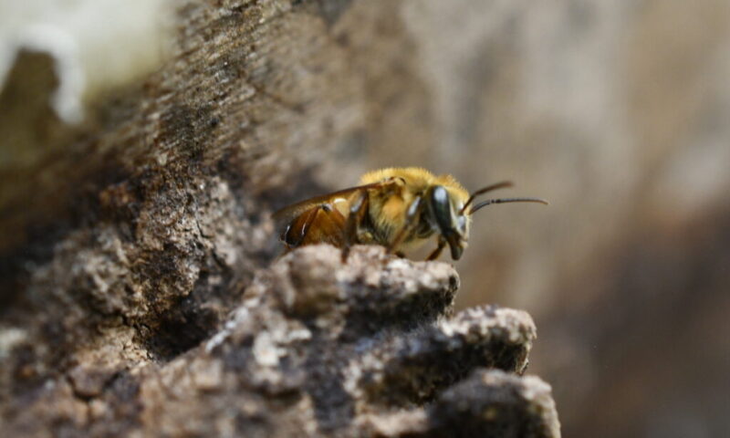 Meliponicultura_Macahua
