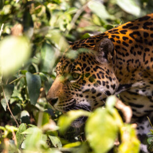 Jaguar / Foto: Christian Gutierrez-WCS