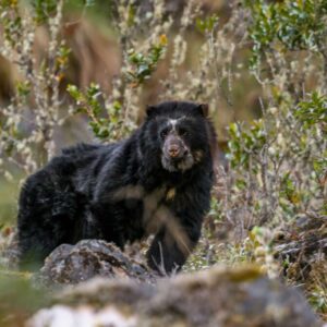 Oso Jucumari. Foto: Rob-Wallace-WCS Oso Jucumari. Foto: Rob-Wallace-WCS