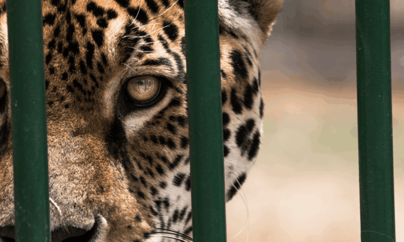 Foto: Diego Im / WCS Bolivia