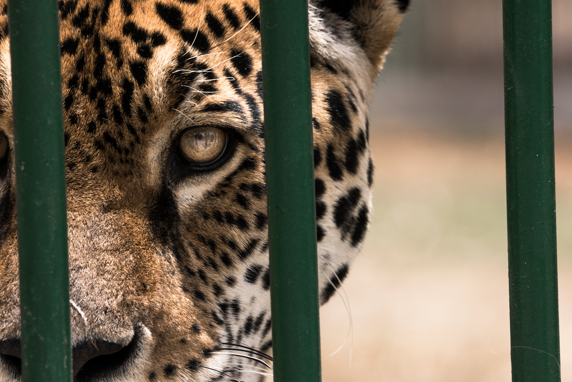 Foto: Diego Im / WCS Bolivia